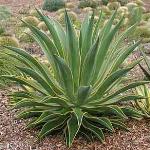 Agave_Desmetiana Var