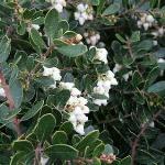 Arctostapholos Emerald Carpet