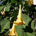 Brugmansia 'Charles Grimaldi'